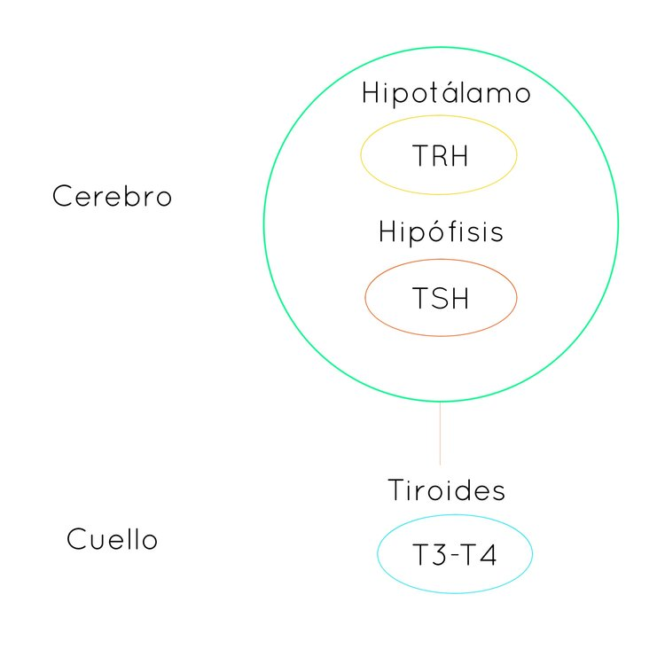 tiroides