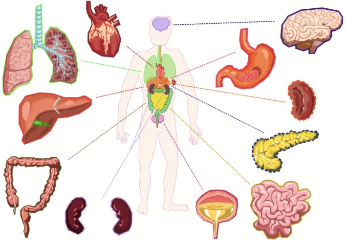 Conoces tu tipo de cuerpo?, Blogs